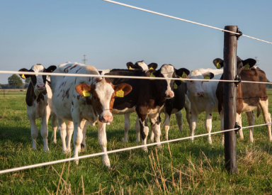 Electric Fence Online Feature Image
