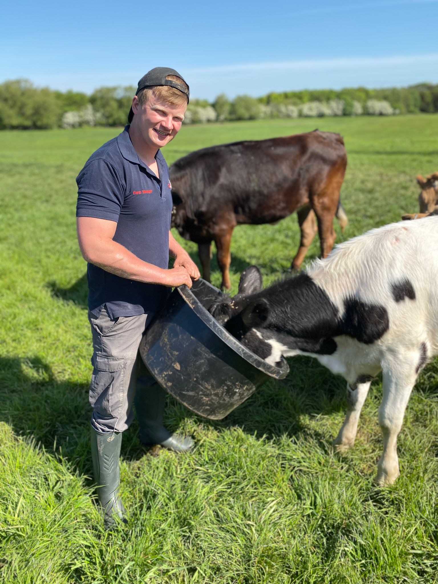 Tom Pemberton feeding a cow in the field.