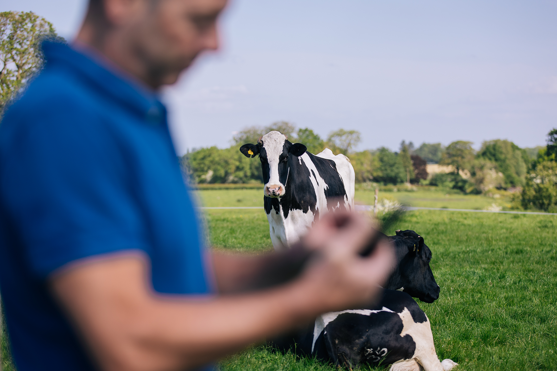 Farmer on phone in dairy cow field.